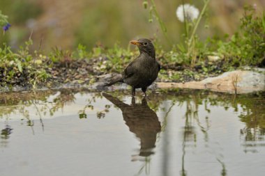 Parkın göletinde yaygın olarak görülen karatavuk (Turdus merula).                               