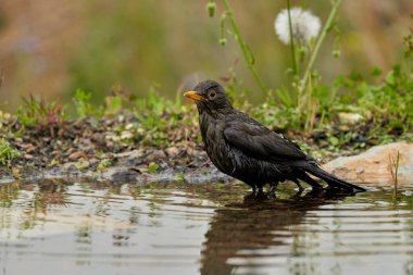 Parkın göletinde yaygın olarak görülen karatavuk (Turdus merula).                               