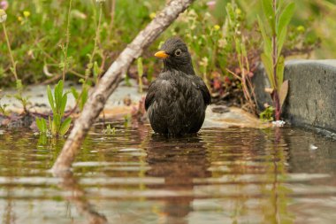 Parkın göletinde yaygın olarak görülen karatavuk (Turdus merula).                               