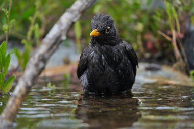 Parkın göletinde yaygın olarak görülen karatavuk (Turdus merula).                               