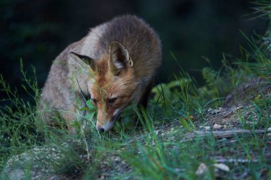 European fox in the Mediterranean forest                            clipart