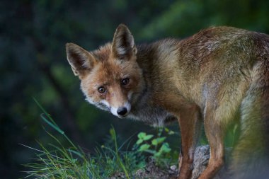 European fox in the Mediterranean forest                            clipart