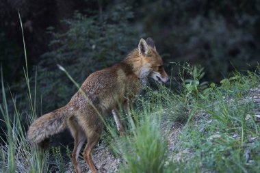 European fox in the Mediterranean forest                                clipart