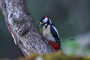Büyük Benekli Ağaçkakan (Dendrocopos major) bir kütük üzerinde böcek yiyor                               