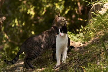  Tarladaki sıradan kedi.                              