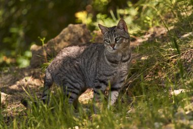 Tarladaki sıradan kedi.                     