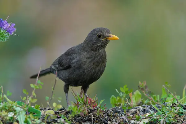 Parkın göletinde yaygın olarak görülen karatavuk (Turdus merula).                               