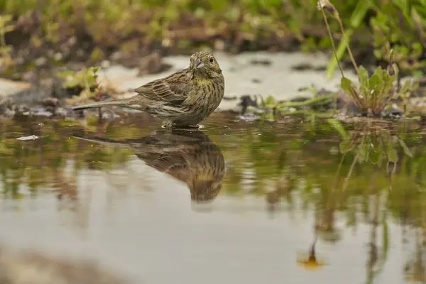 stock image  female black-throated bunting or black-throated bunting (Emberiza cirlus)                              