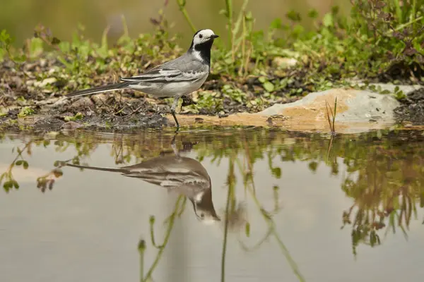 Parkın göletindeki beyaz kuyruk (Motacilla alba)                               