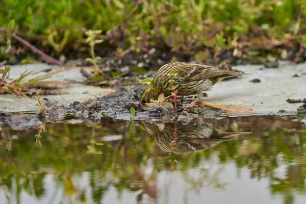 Siskin Siskin in forest pond (Carduelis spinus) Guaro Malaga Andalusia Spain                               