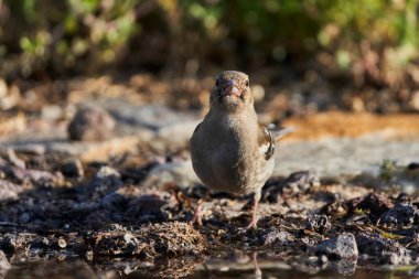  Ormanda Chaffinch (Fringilla coelebs)                              