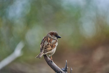 Parktaki serçe (passer domesticus)                               