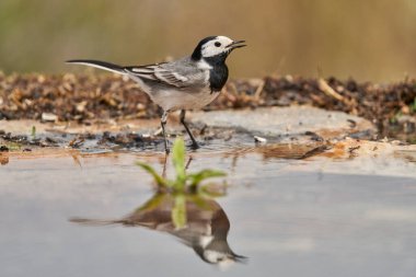 Beyaz kuyruklu veya kar tanrıçası (Motacilla alba). Marbella Endülüs İspanya                               