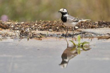 Beyaz kuyruklu veya kar tanrıçası (Motacilla alba). Marbella Endülüs İspanya                               