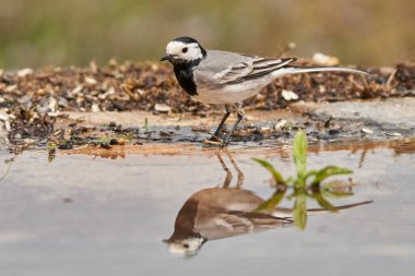 Beyaz kuyruklu veya kar tanrıçası (Motacilla alba). Marbella Endülüs İspanya                               