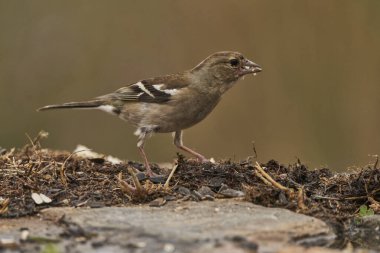 Chaffinch (Fringilla coelebs) orman göletinin yosunlarında                               
