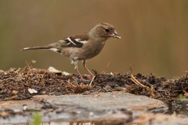 Chaffinch (Fringilla coelebs) orman göletinin yosunlarında                               