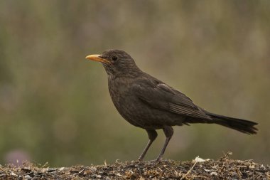 common blackbird or, more commonly, blackbird (Turdus merula) in the park pond                               