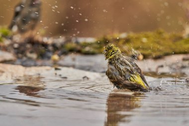  Siskin Siskin in forest pond (Carduelis spinus) Guaro Malaga Andalusia Spain                              