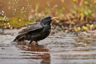   black starling bathing in the pond (Sturnus unicolor)                              clipart