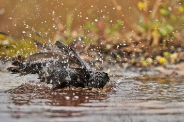   Gölde yıkanan siyah sığırcık (Sturnus unicolor)                             