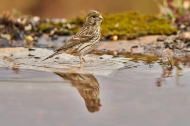 Siskin Siskin in forest pond (Carduelis spinus) Guaro Malaga Andalusia Spain                               