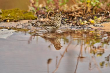 Siskin Siskin in forest pond (Carduelis spinus) Guaro Malaga Andalusia Spain                               