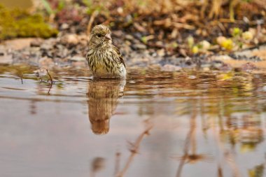 Siskin Siskin in forest pond (Carduelis spinus) Guaro Malaga Andalusia Spain                               