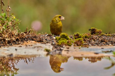  Avrupa yeşil ispinozu veya yaygın yeşil ispinoz (Chloris chloris)                              