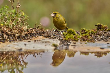  Avrupa yeşil ispinozu veya yaygın yeşil ispinoz (Chloris chloris)                              