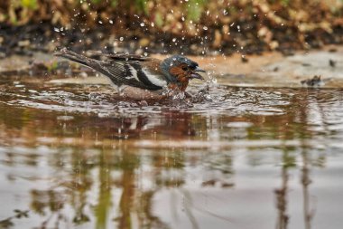 chaffinch in forest pond (fringilla coelebs)                                clipart