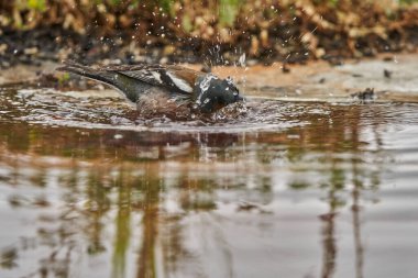 chaffinch in forest pond (fringilla coelebs)                               