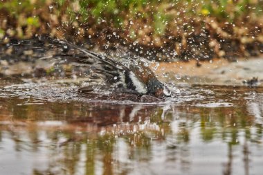 chaffinch in forest pond (fringilla coelebs)                               