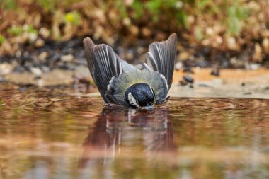  great tit bathing in the pond (Parus major) Andalusia Spain                              