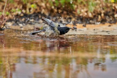  great tit bathing in the pond (Parus major) Andalusia Spain                              
