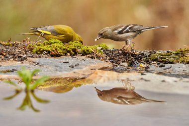 chaffinch in forest pond (fringilla coelebs)                               