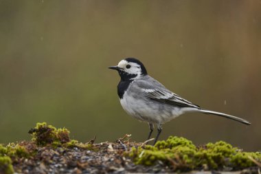 white wagtail in the forest pond                             