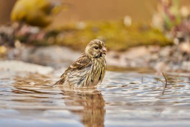 Siskin Siskin in forest pond (Carduelis spinus) Guaro Malaga Andalusia Spain                               