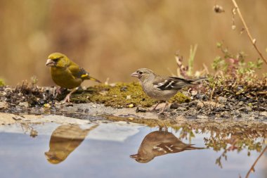 chaffinch in forest pond (fringilla coelebs)                      