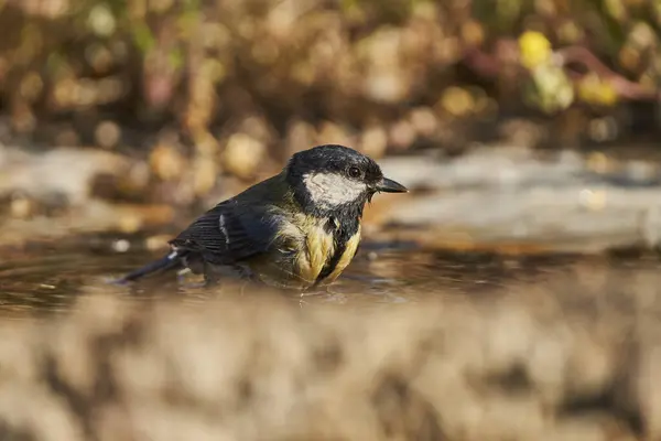 great tit in the pond (Parus major)                               