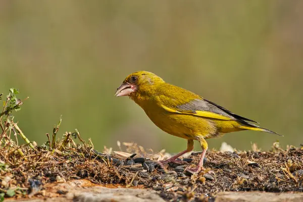 European greenfinch or common greenfinch (Chloris chloris) in the forest pond