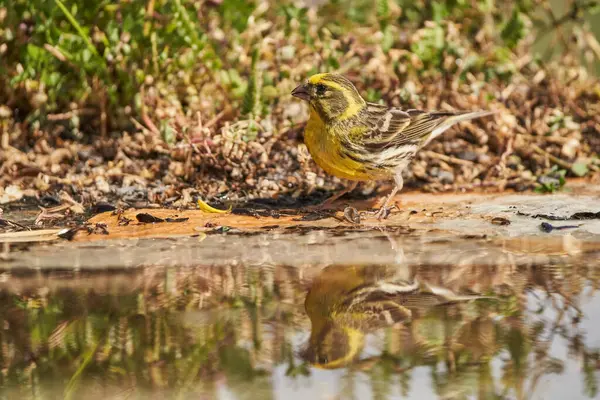 Siskin Siskin in forest pond (Carduelis spinus) Guaro Malaga Andalusia Spain                               