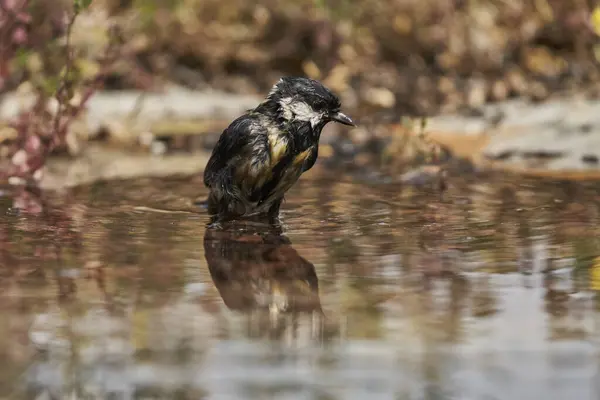 great tit in the pond (Parus major)                               
