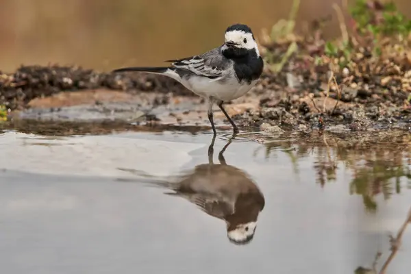 Beyaz kuyruklu veya kar tanrıçası (Motacilla alba). Marbella Endülüs İspanya                               