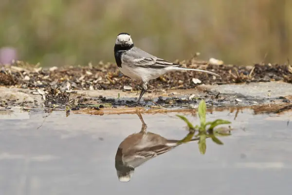 Beyaz kuyruklu veya kar tanrıçası (Motacilla alba). Marbella Endülüs İspanya                               