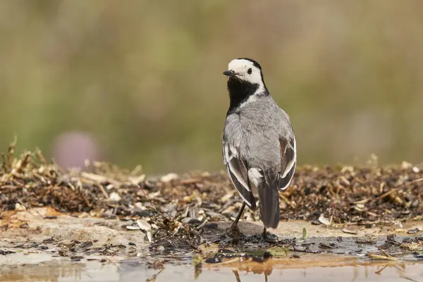 Beyaz kuyruklu veya kar tanrıçası park göletinde (Motacilla alba). Marbella Endülüs İspanya                             