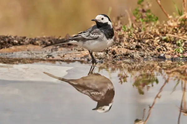 stock image White wagtail or snow godwit in the park pond (Motacilla alba). Marbella Andalusia Spain                             