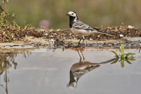 stock image White wagtail or snow godwit in the park pond (Motacilla alba). Marbella Andalusia Spain                             