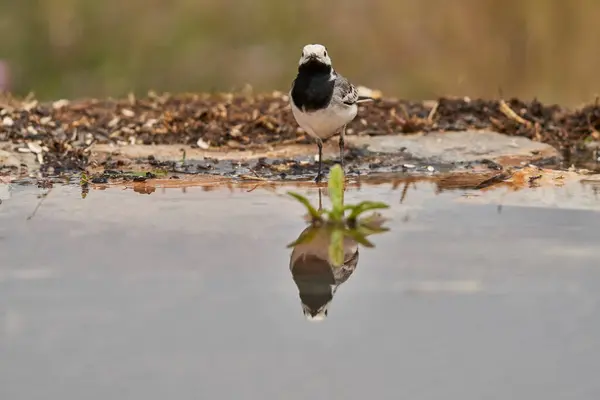 Beyaz kuyruklu veya kar tanrıçası park göletinde (Motacilla alba). Marbella Endülüs İspanya                             