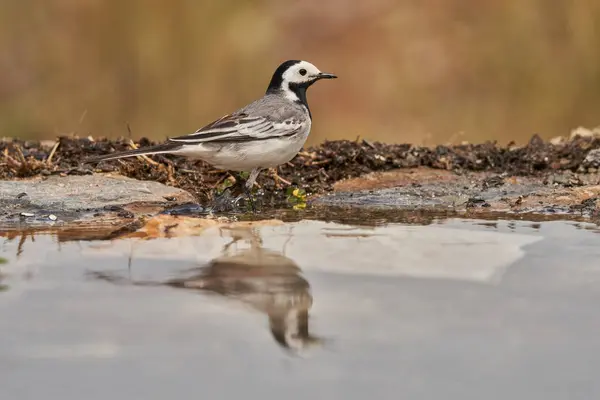 Beyaz kuyruklu veya kar tanrıçası park göletinde (Motacilla alba). Marbella Endülüs İspanya                             